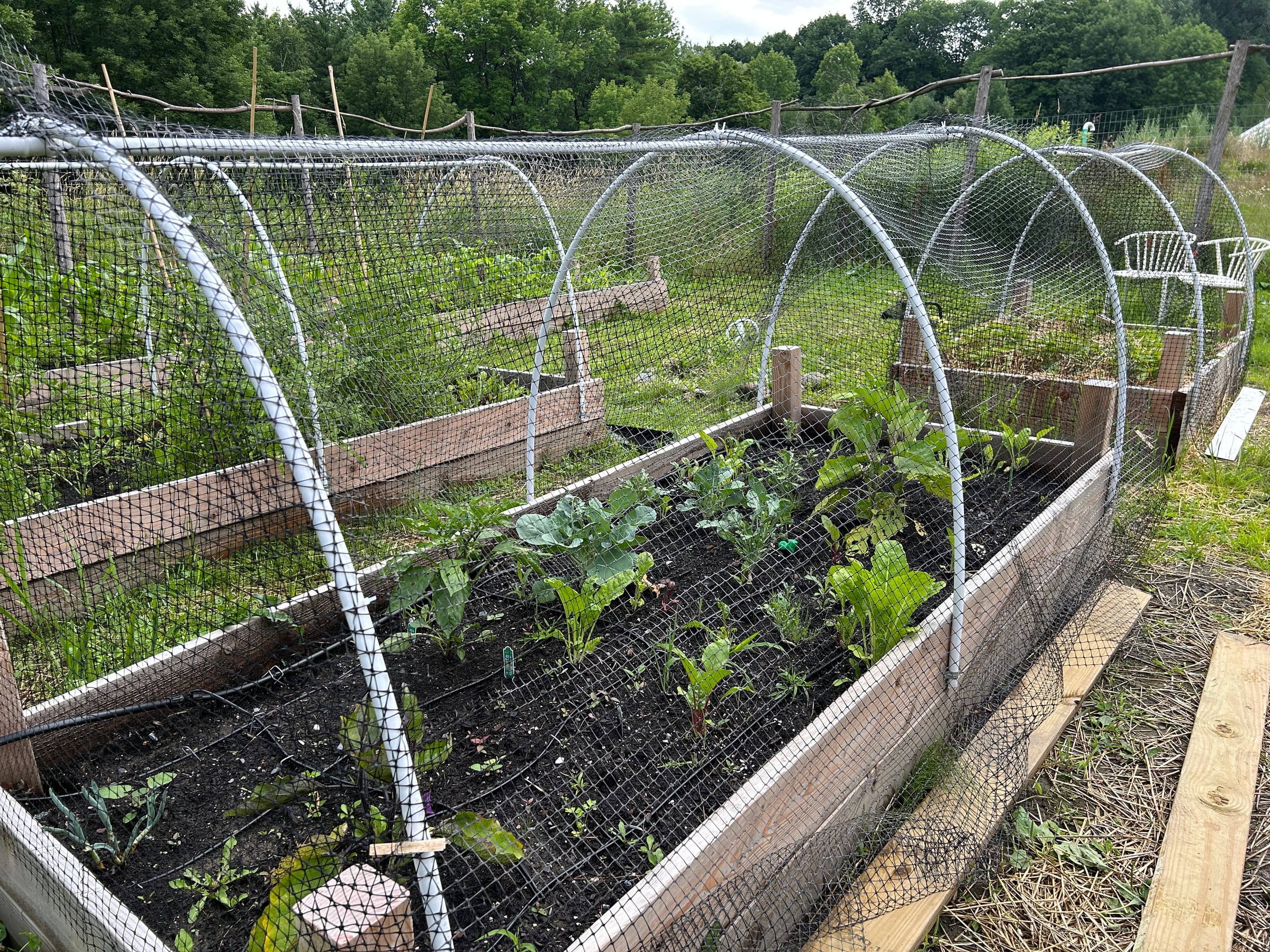 A young bed with its drip line. May-planted, sensor-watered.
