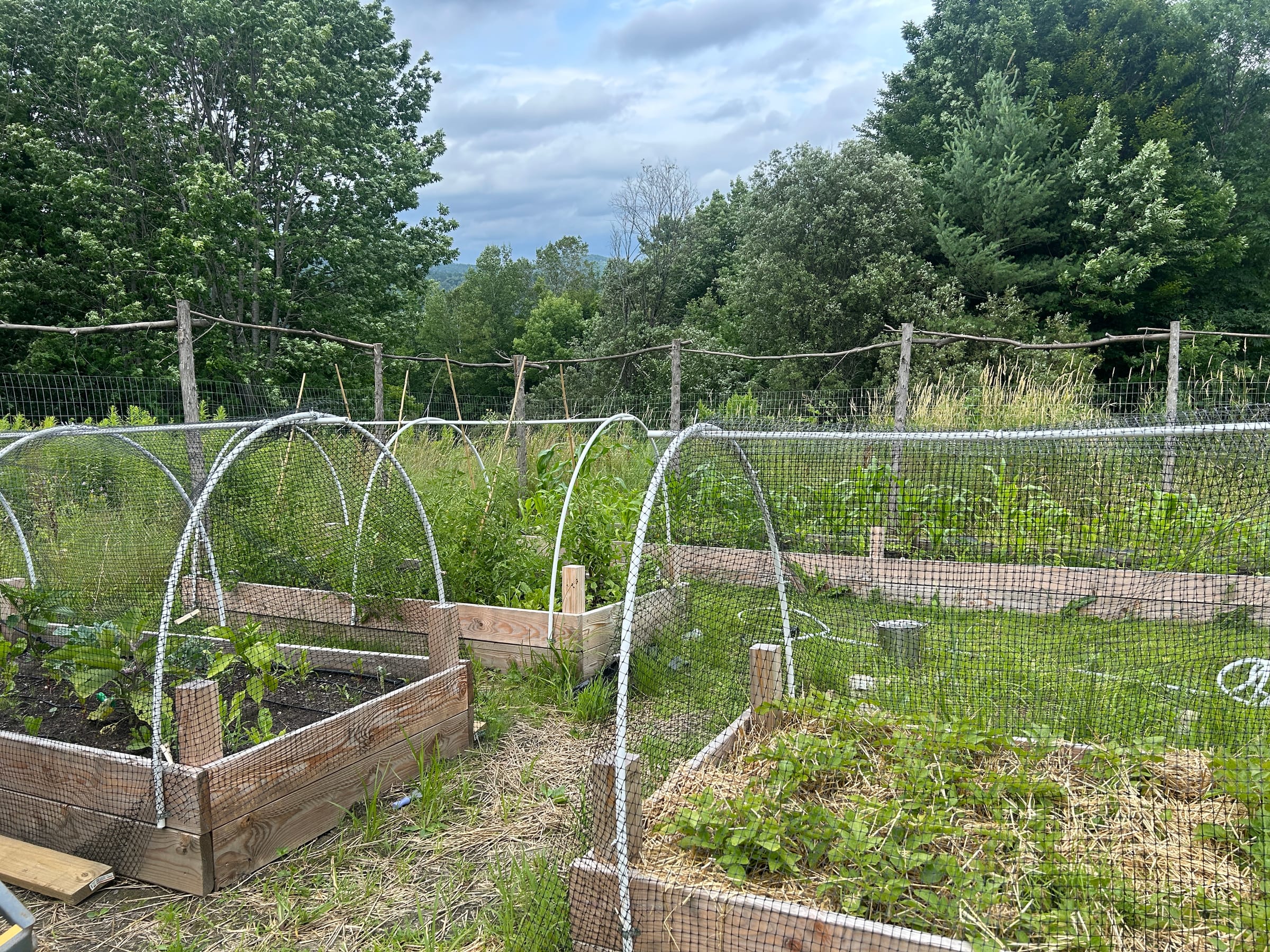 The garden — raised beds under hoops, each on its own drip zone. Vermont, July.