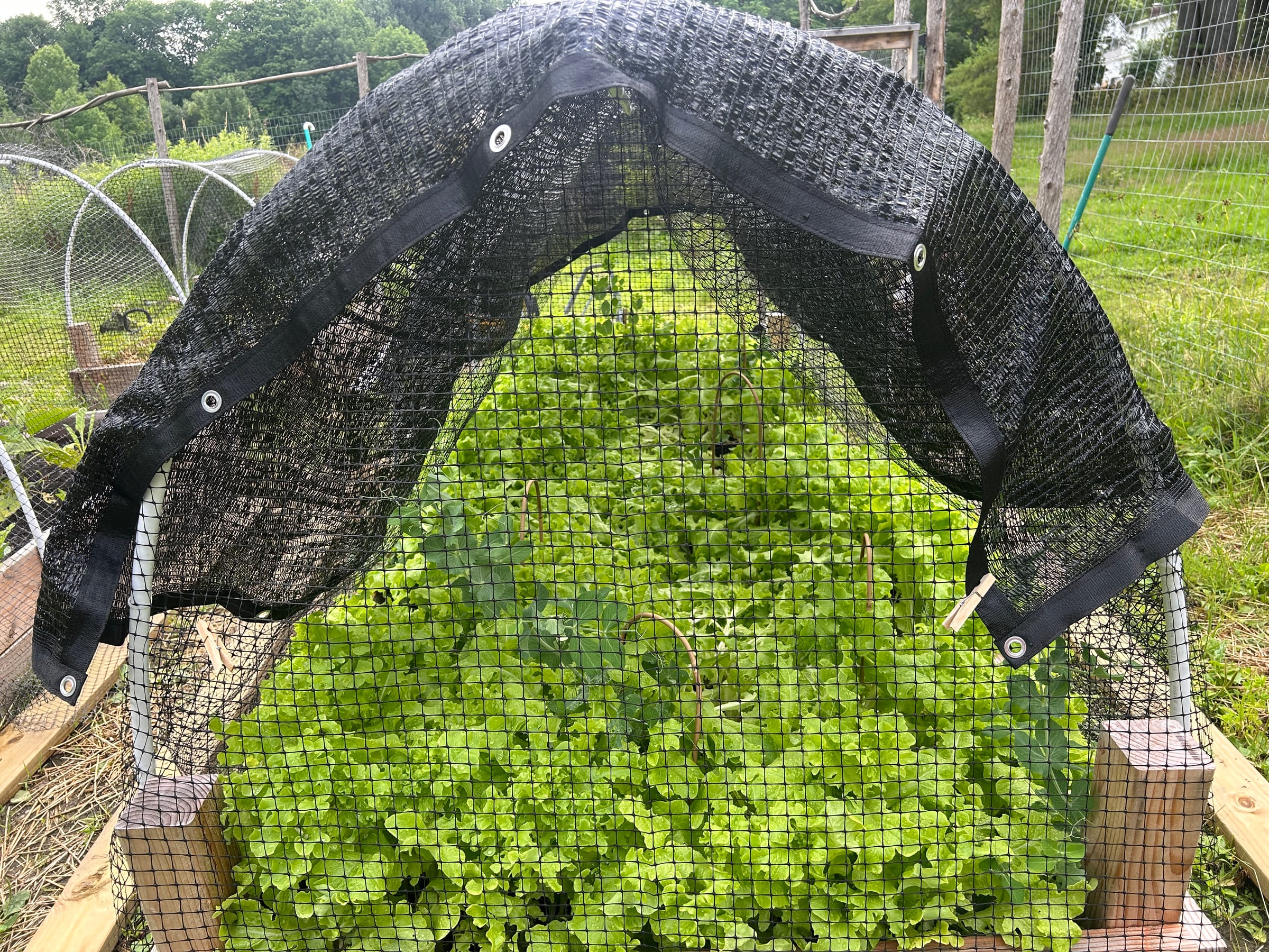 Lettuce under shade cloth, July.