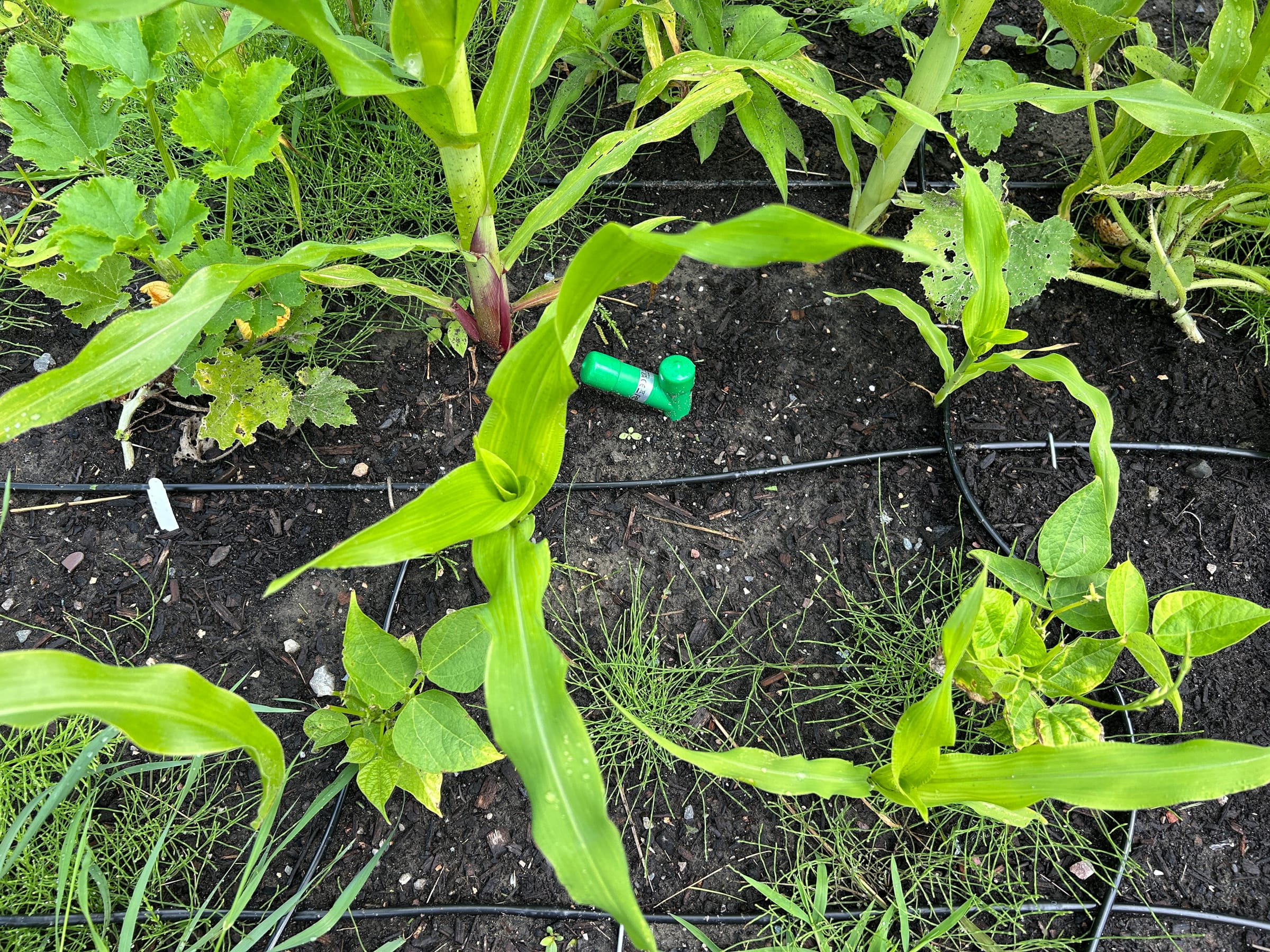 A sensor in the corn bed, July — each area waters off readings like this one.