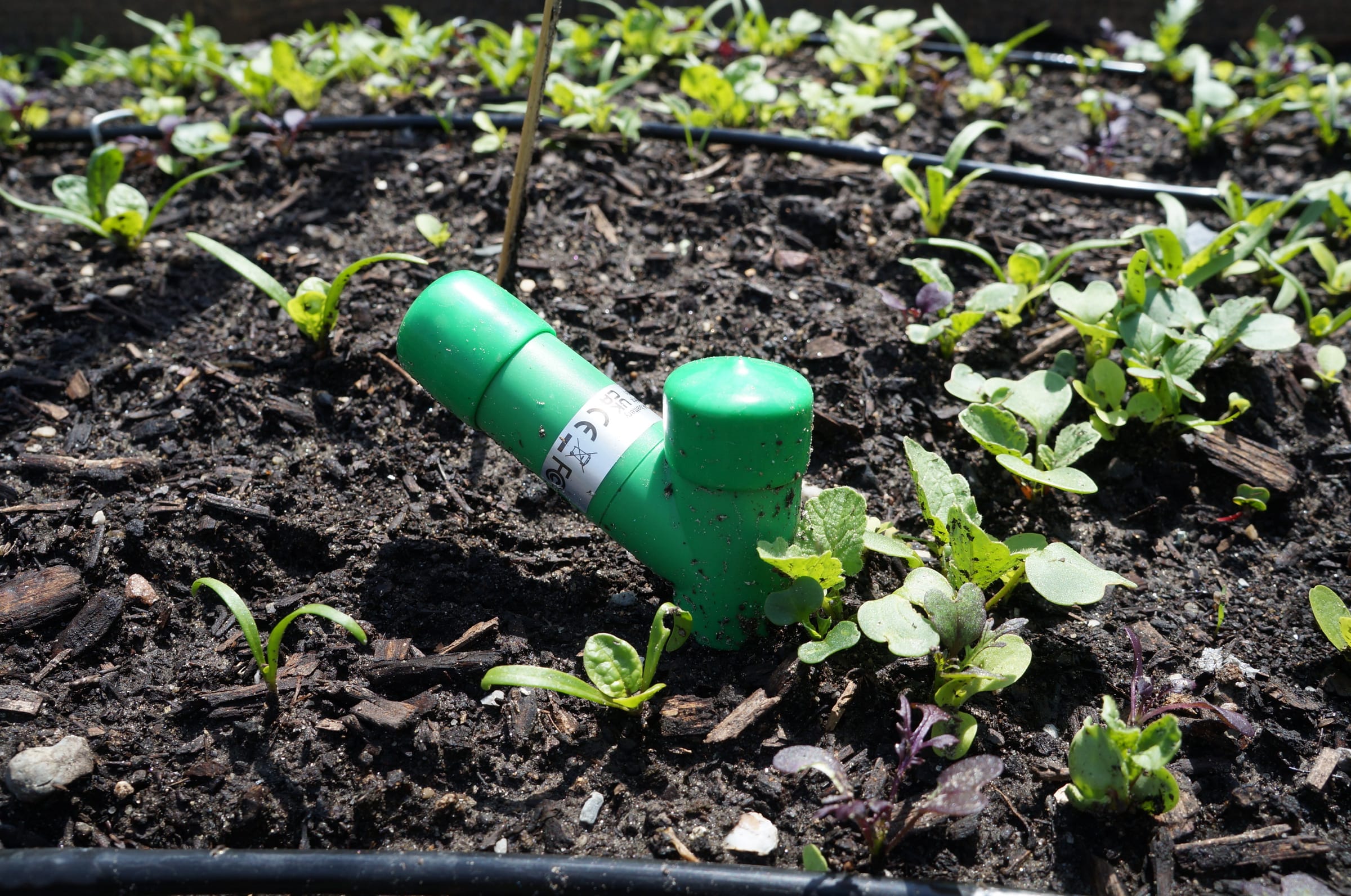 An Ecowitt soil-moisture sensor in a just-planted bed. May.
