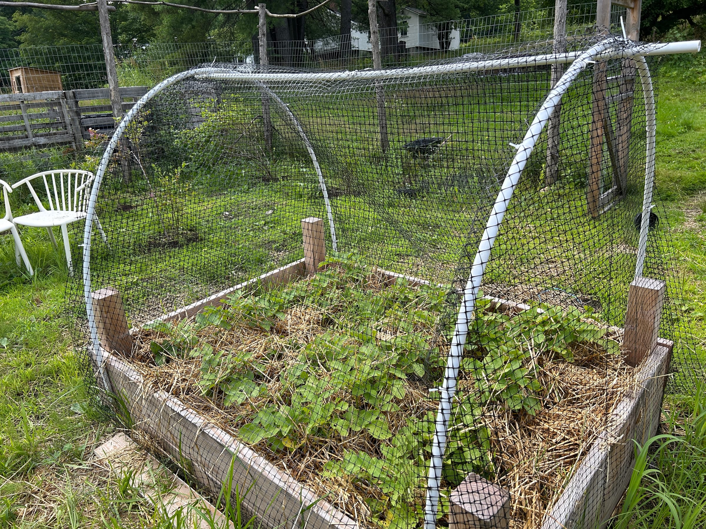 The potato bed under straw mulch, July.